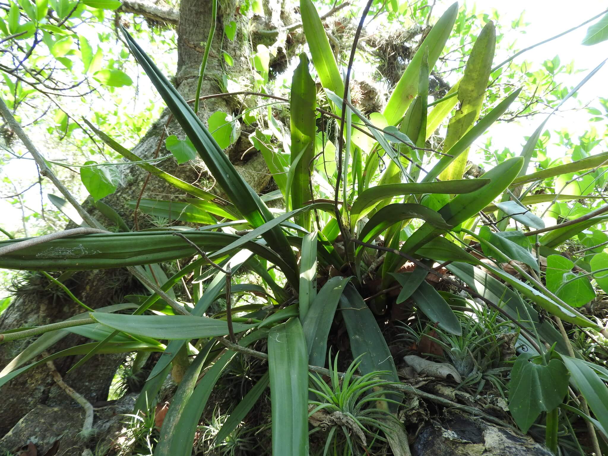 Encyclia parviflora